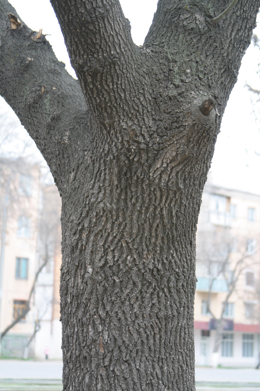 Изображение особи Fraxinus syriaca.