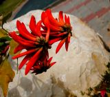 Erythrina corallodendron. Соцветия. Израиль, Шарон, г. Герцлия, в культуре. 19.03.2011.