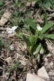 Viola accrescens