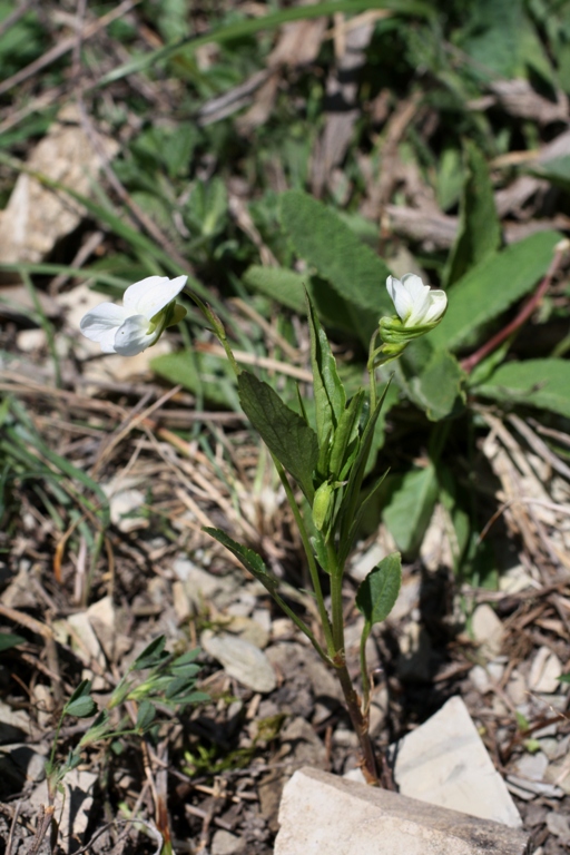 Изображение особи Viola accrescens.