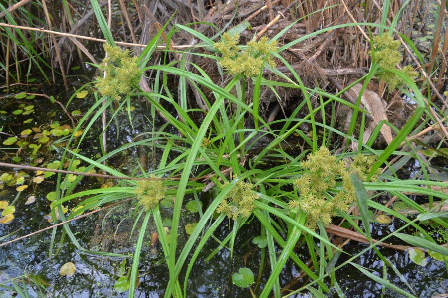 Изображение особи Torulinium caucasicum.