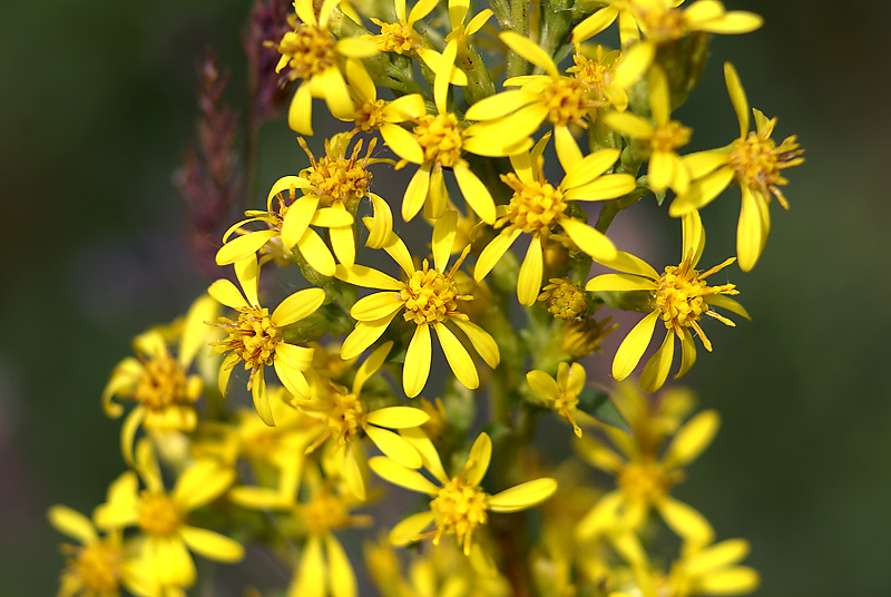 Image of Solidago virgaurea specimen.