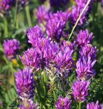 Astragalus onobrychis