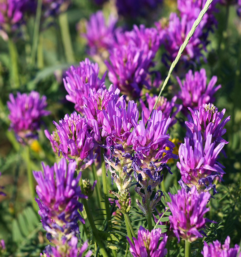 Изображение особи Astragalus onobrychis.