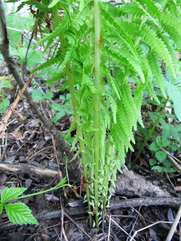 Image of Matteuccia struthiopteris specimen.