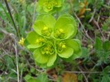 Euphorbia helioscopia