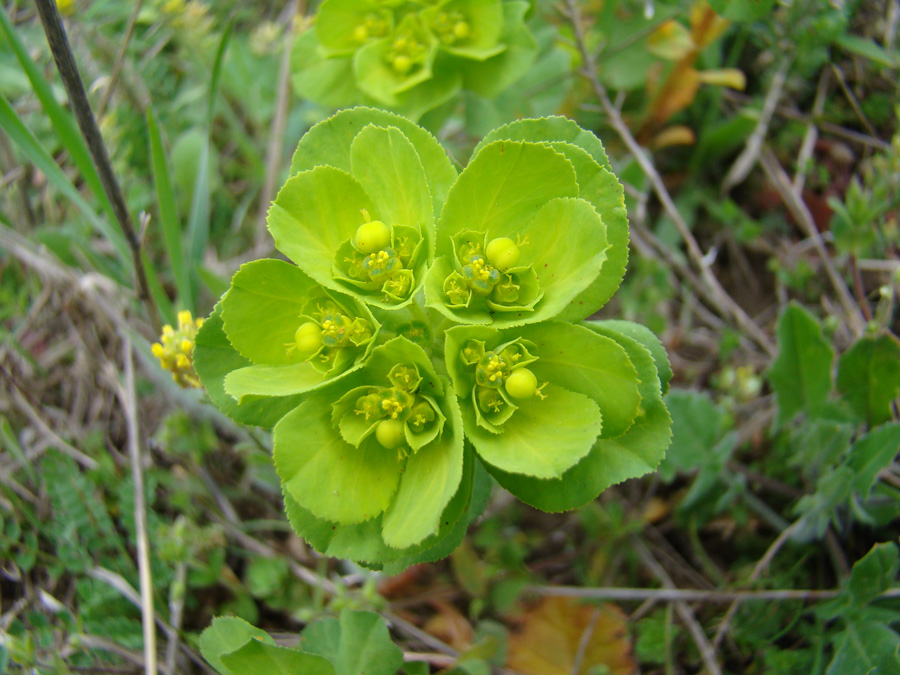 Изображение особи Euphorbia helioscopia.