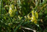 Linaria ruthenica. Побег с соцветиями. Ростовская обл., Мясниковский р-н, окр. с. Стоянов, долина р. Тузлов. 17.09.2011.