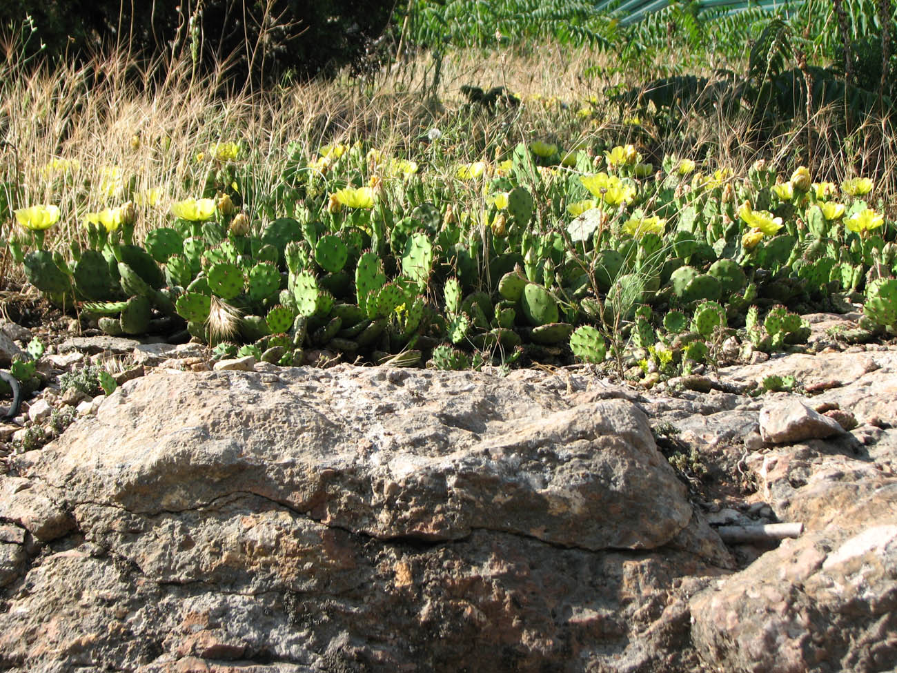 Image of Opuntia humifusa specimen.