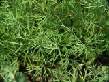 Anethum graveolens. Листья на верхушках молодых побегов. Московская обл., Раменский р-н, окр. дер. Хрипань, дачный участок. 06.07.2005.