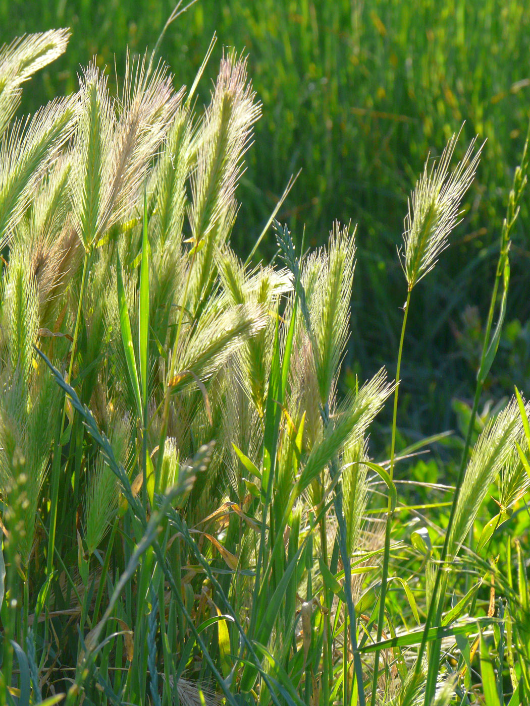 Изображение особи Hordeum leporinum.