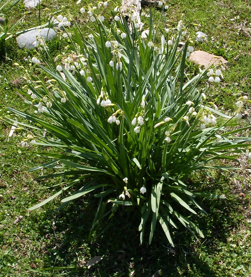 Image of Leucojum aestivum specimen.