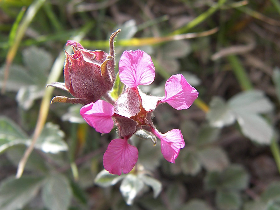 Image of Potentilla divina specimen.