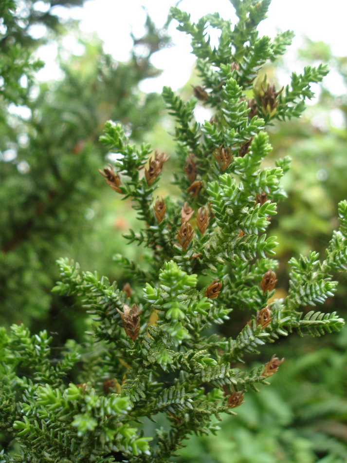 Изображение особи Pilgerodendron uviferum.