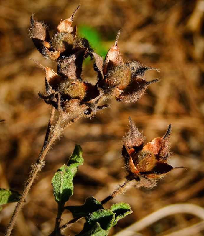 Image of Cistus creticus specimen.