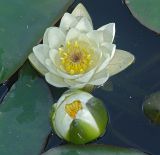 Nymphaea candida. Цветок (в полупогруженном состоянии) и раскрывающийся бутон. Московская обл., дачный участок. 30.06.2006.
