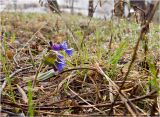 Pulmonaria mollis. Цветущее растение. Красноярский край. Первые числа мая 2011 г.