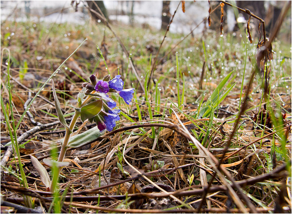 Изображение особи Pulmonaria mollis.