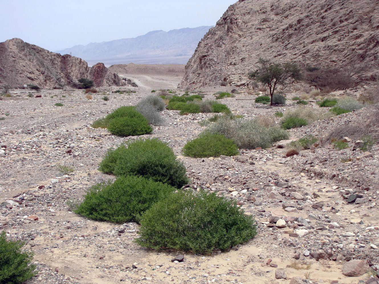 Image of Tetraena coccinea specimen.