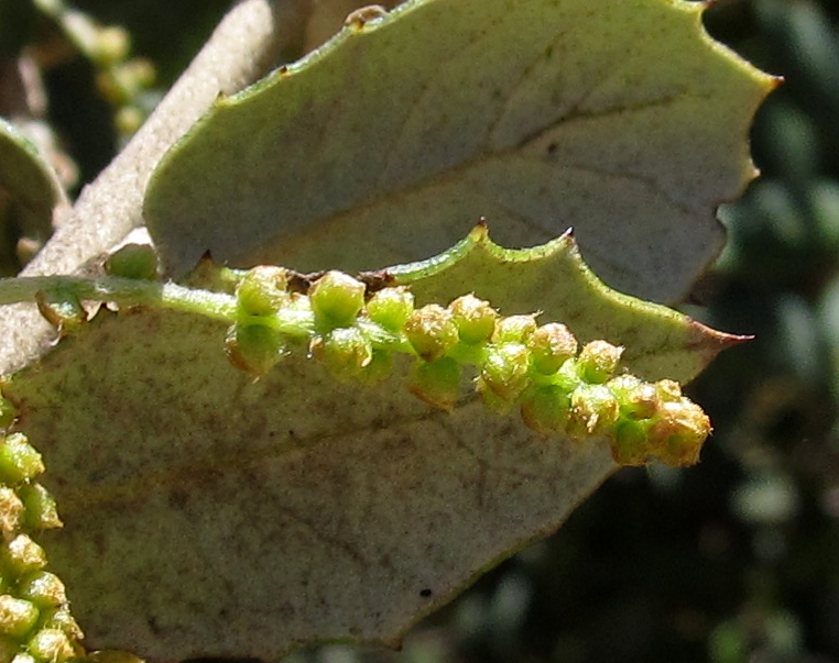 Изображение особи Quercus suber.