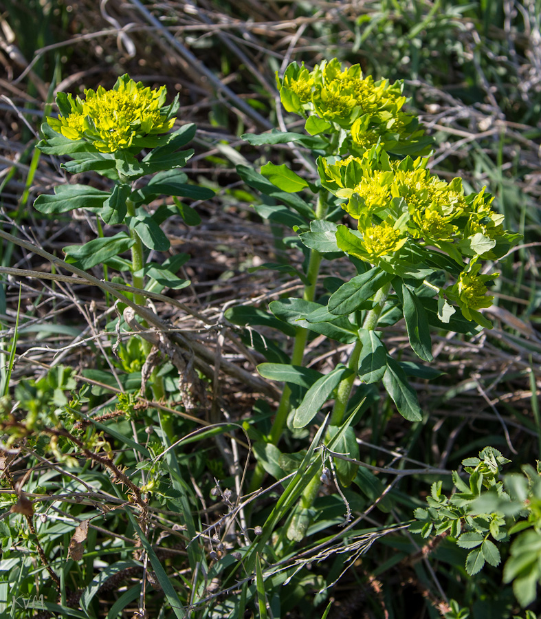 Изображение особи Euphorbia pilosa.