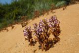 Orobanche cernua