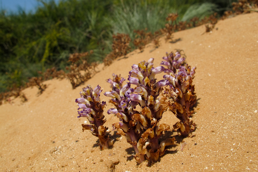 Изображение особи Orobanche cernua.