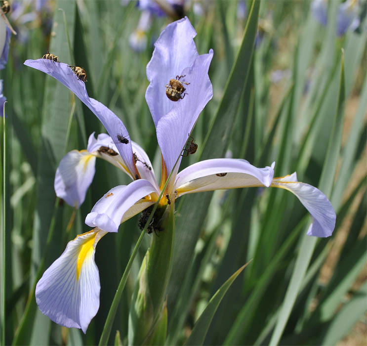 Image of Iris pseudonotha specimen.