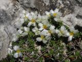 Paronychia cephalotes. Цветущее растение. Крым, над Ялтой, хребет Иограф, на скалах. 4 июня 2012 г.