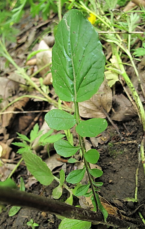 Image of Barbarea vulgaris specimen.