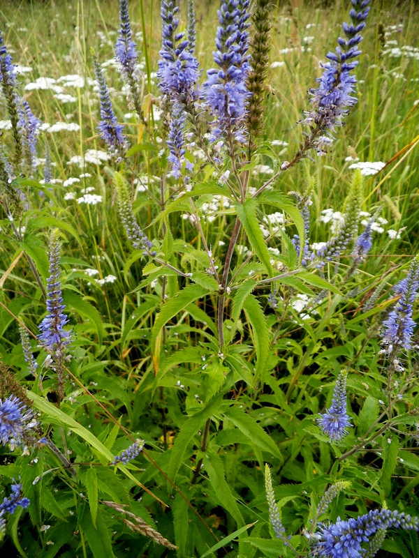 Image of Veronica longifolia specimen.