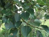 Populus maximowiczii