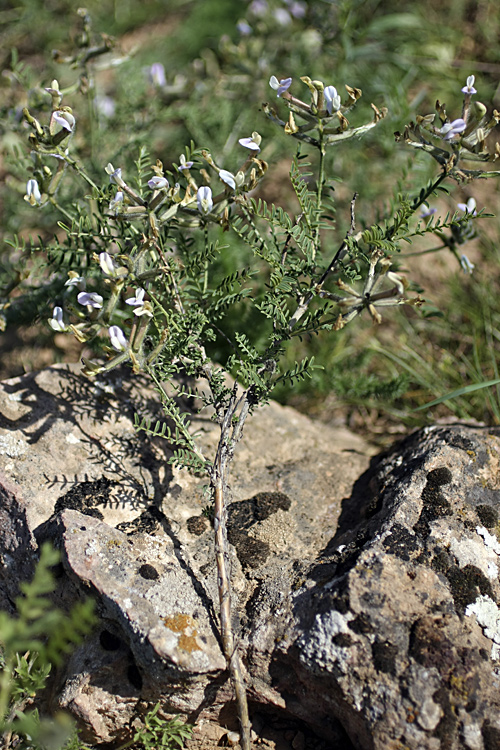 Image of Astragalus neolipskyanus specimen.