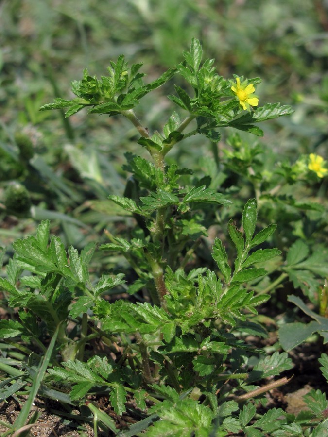 Image of Potentilla supina specimen.