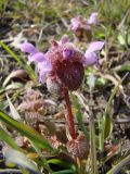 Lamium purpureum. Верхушка цветущего растения. Краснодарский край, правый берег р. Ея у станицы Шкуринская. 14.04.2009.