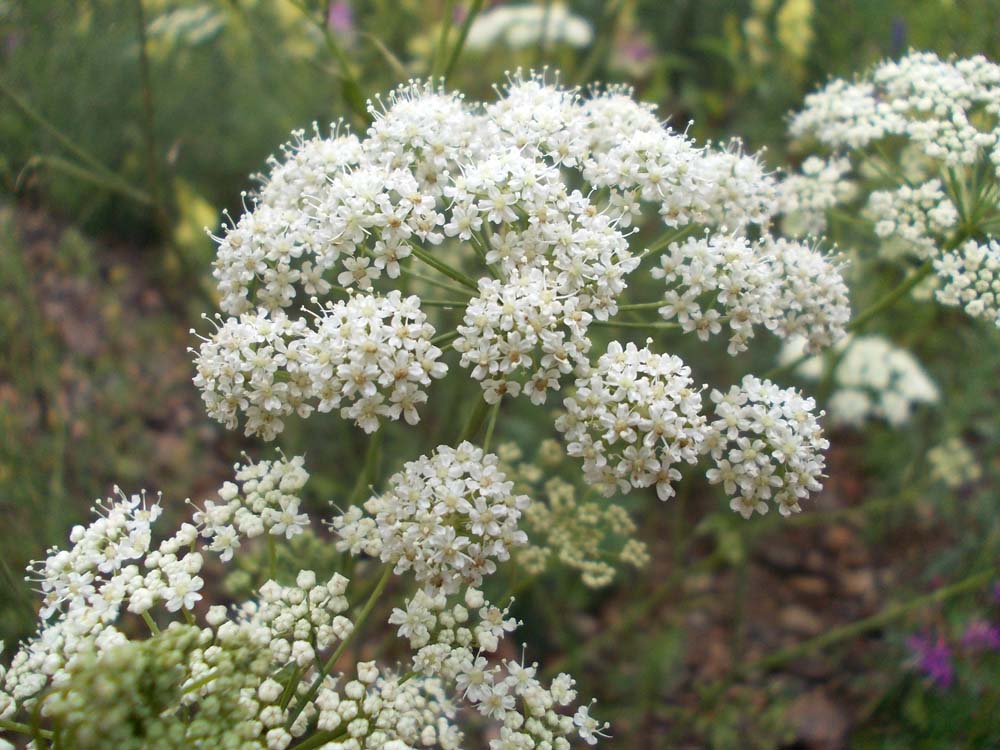 Image of genus Pimpinella specimen.