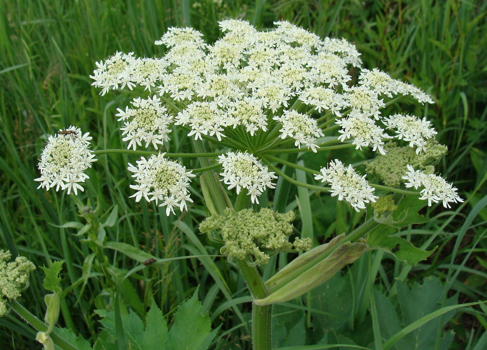 Изображение особи Heracleum dissectum.