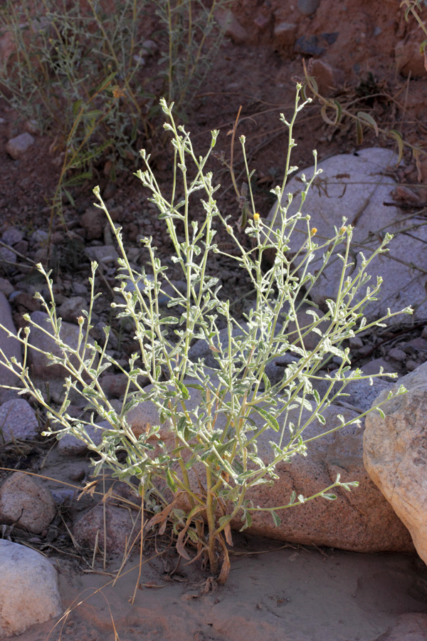 Изображение особи Pulicaria salviifolia.