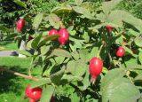 genus Rosa. Плоды и листья. Австрия, Вена, Народный парк. 10.09.2012.