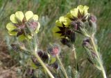 Potentilla recta