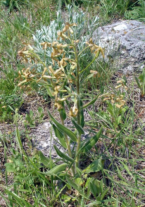 Image of Hesperis tristis specimen.