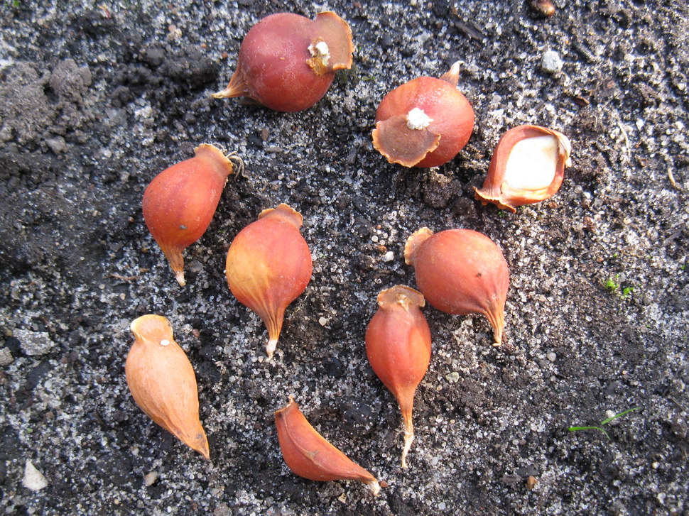 Image of Tulipa linifolia specimen.
