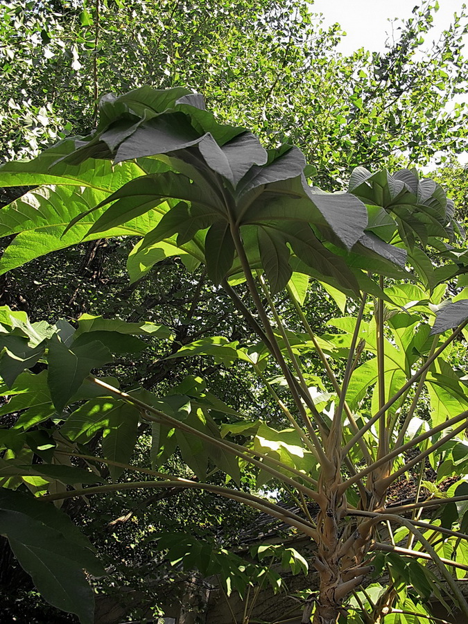 Image of Tetrapanax papyrifer specimen.