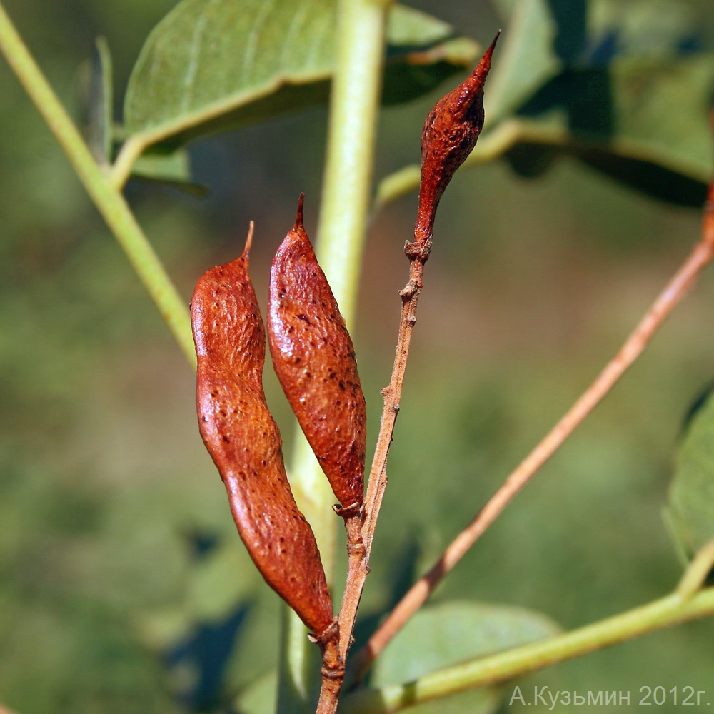 Изображение особи Glycyrrhiza glabra.