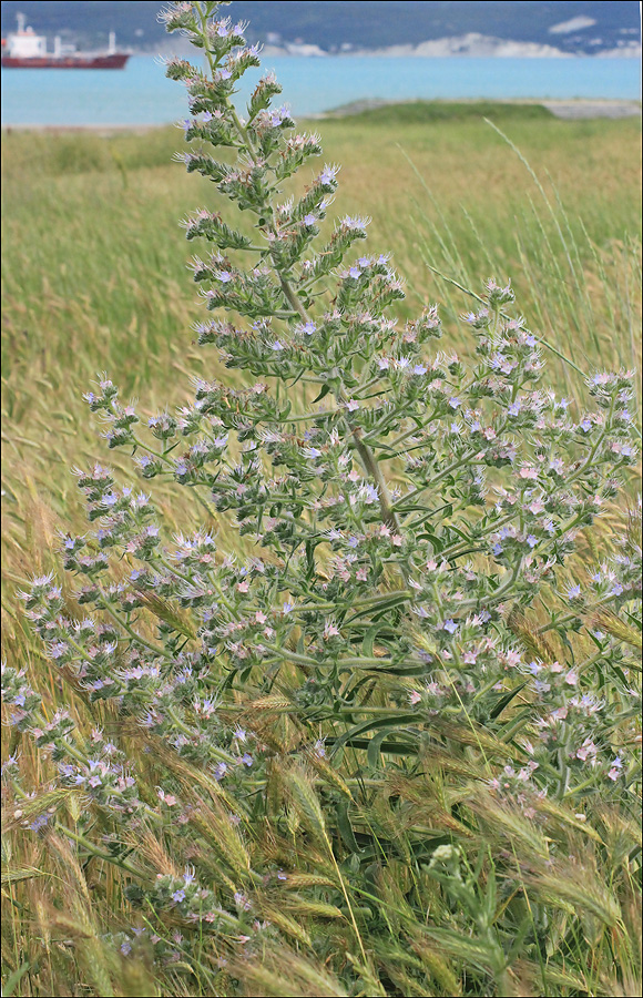 Изображение особи Echium biebersteinii.