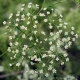 Falcaria vulgaris. Соцветие. Ростовская обл., Неклиновский р-н, Носовское с/п, Камышовая балка. 09.08.2012.