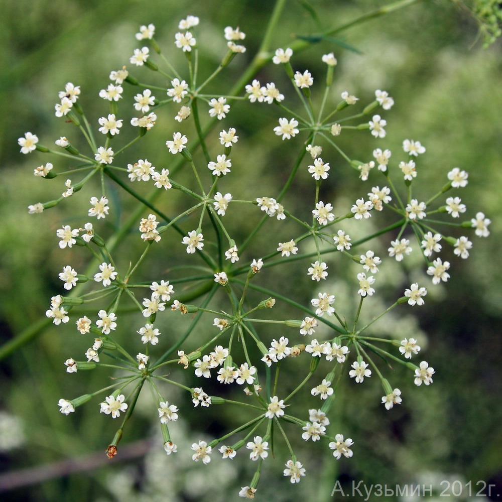 Изображение особи Falcaria vulgaris.