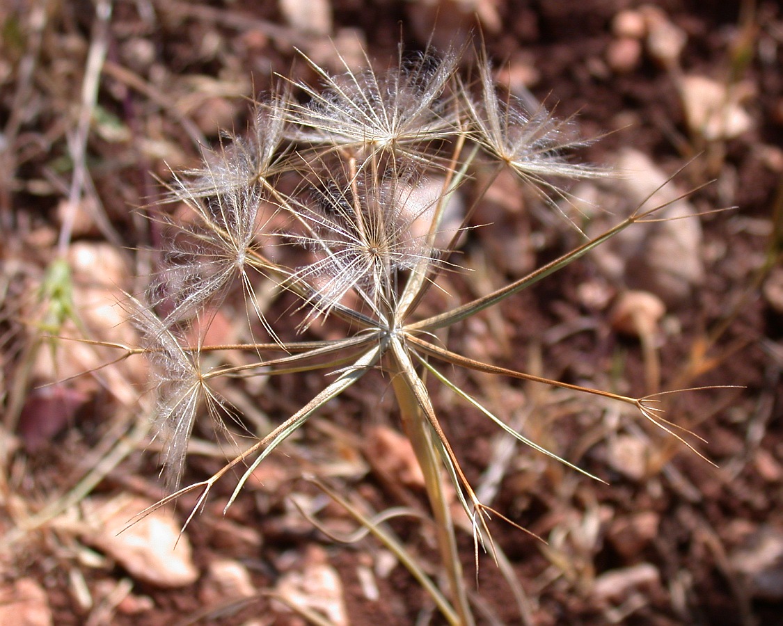 Изображение особи Geropogon hybridus.