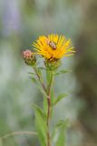 Inula aspera