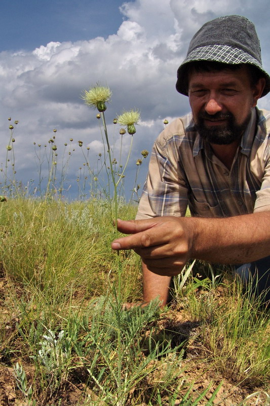 Изображение особи Rhaponticoides taliewii.